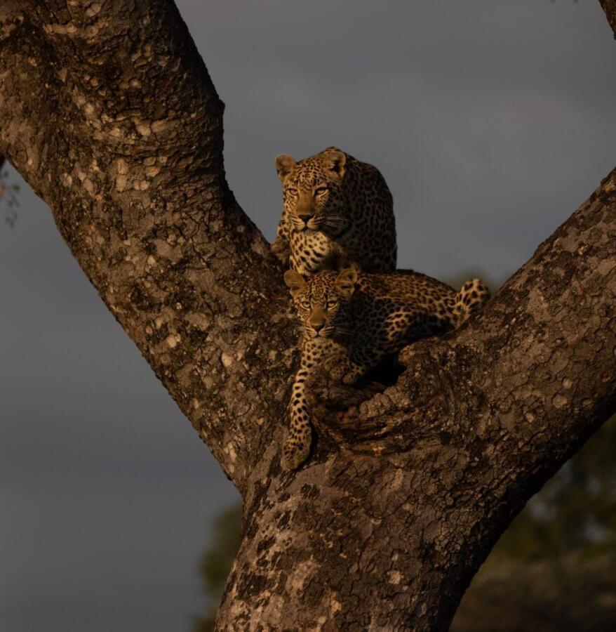 Leopard Hills Private Game Reserve Sabi Sand Zewnętrze zdjęcie