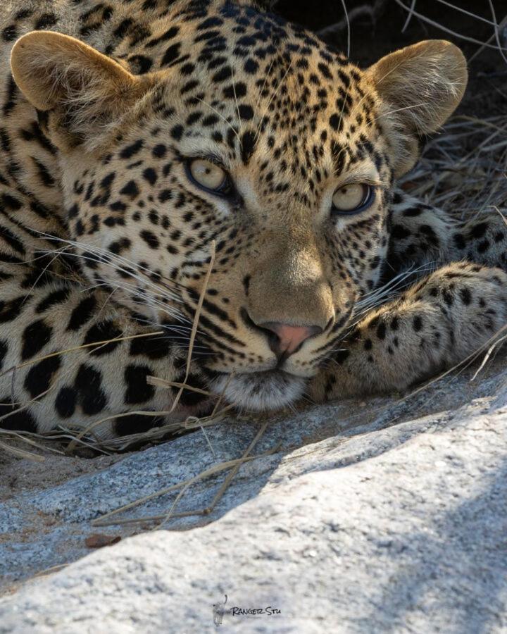 Leopard Hills Private Game Reserve Sabi Sand Zewnętrze zdjęcie