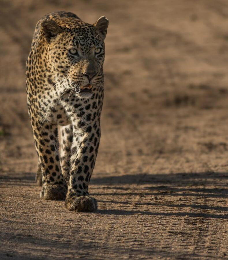 Leopard Hills Private Game Reserve Sabi Sand Zewnętrze zdjęcie